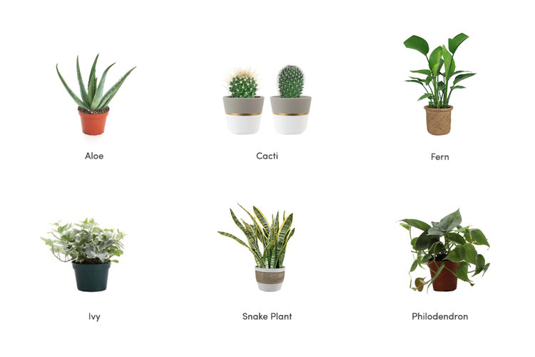 The Best Houseplants to Grow Indoors Wayfair